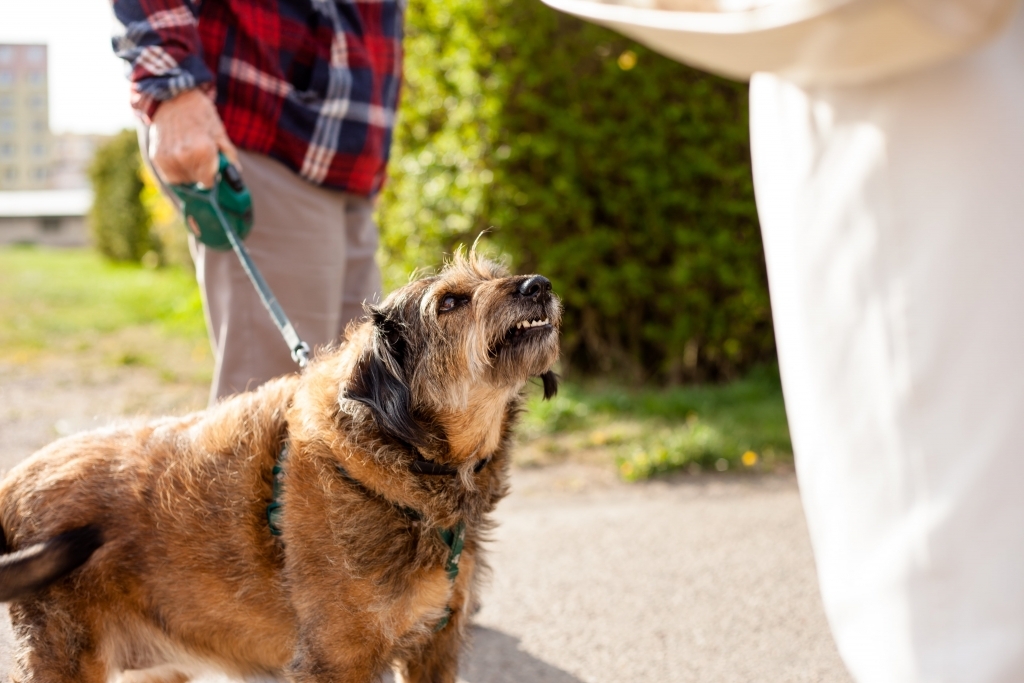 Aggressive dog attacking stranger.