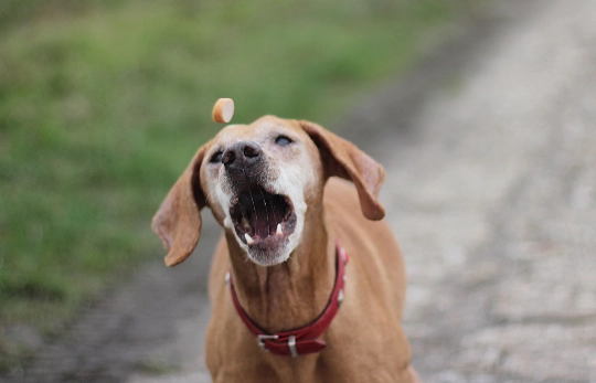 Dog Bites