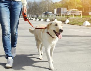 Woman is walking her labrador on a leash.
