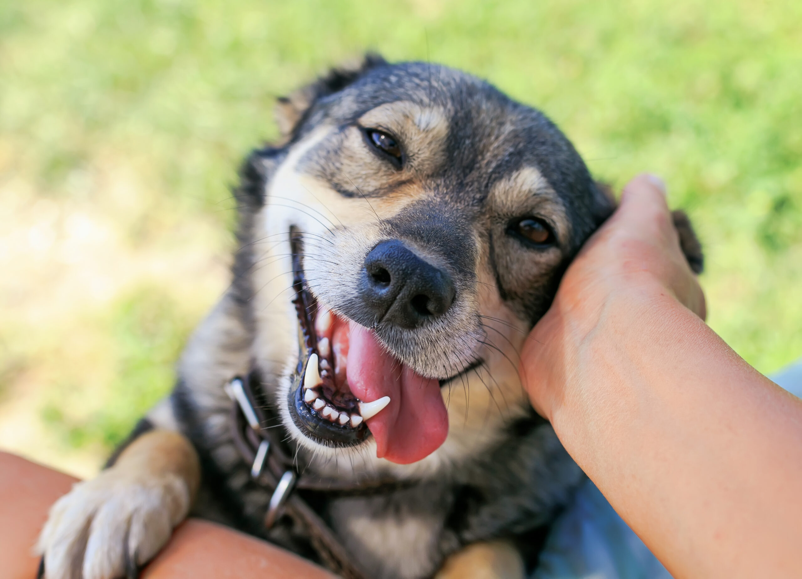Fleming Law Launches Dog Adoption Campaign on Facebook