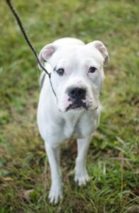Dangerous Breed of dogs - American Bulldog
