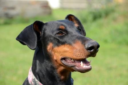 Dangerous Breed of dogs - Doberman Pinscher
