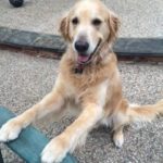 Golden Retriever Dog - Houston Dog Bite Lawyers