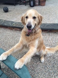 Golden Retriever Dog - Houston Dog Bite Lawyers