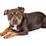 Pitbull Dog - Houston Dog Bite Lawyers