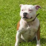 Dangerous Breed of dogs - Pitbull