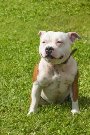 Dangerous Breed of dogs - Pitbull