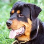 Dangerous Breed of dogs - Rottweiler