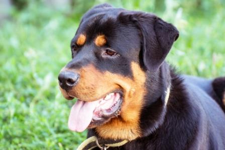 Dangerous Breed of dogs - Rottweiler