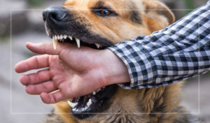 dog bite lawsuit