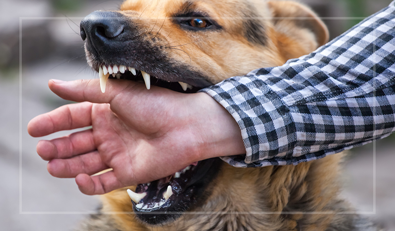 A dog biting the hand of a person