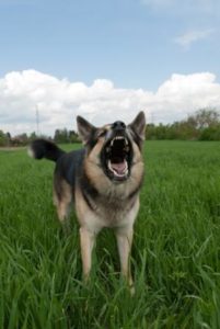Angry German Shepard dog barking at someone