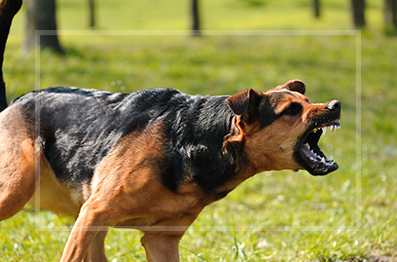 An angry dog barking at someone