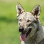Dangerous Breed of dogs - Wolfdog