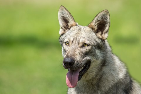 Dangerous Breed of dogs - Wolfdog