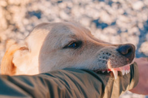how to win a dog bite case - Dog Bite Lawyers in Houston