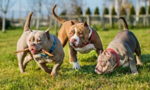Three chocolate color American Bully dogs are walking.