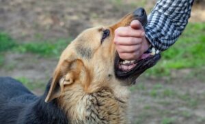 Dog biting strangers arm in the park.